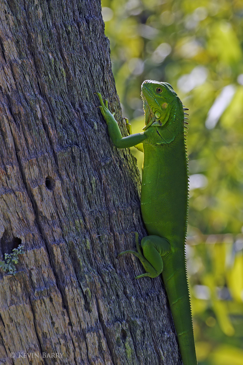 One of the many exotic species of lizard living in south Florida, a Green Iguana (Iguana iguana) climbs up a palm tree.