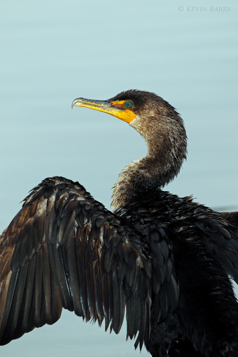 Just after sunrise, a Double-crested Cormorant (Phalacrocorax auritus) dries its wings at a south Florida refuge.