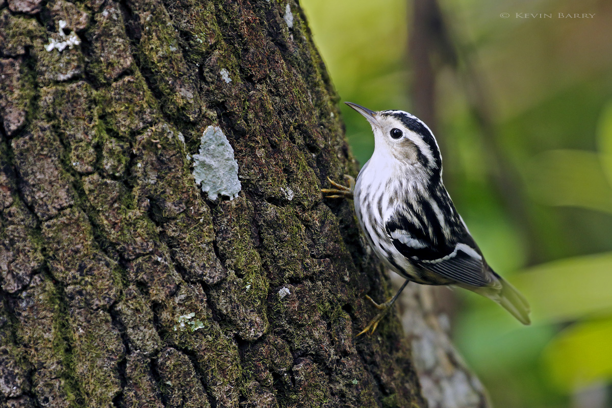 The Black and White Warbler (Mniotilta varia) is a bird that seemingly never stops moving while searching for insects among the...