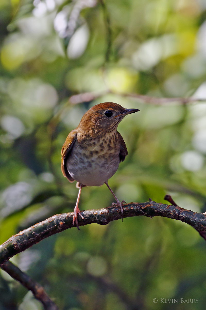 A medium sized member of the thrush family, the Veery (Catharus fuscescens) prefers temperate, subtropical, or tropical forest...
