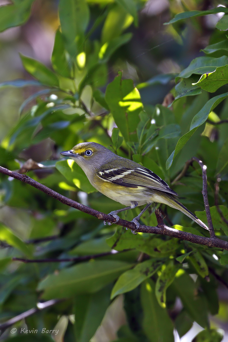 The White-eyed Vireo (Vireo griseus) is a small song bird that breeds in the southeast US from New Jersey west to northern Missouri...