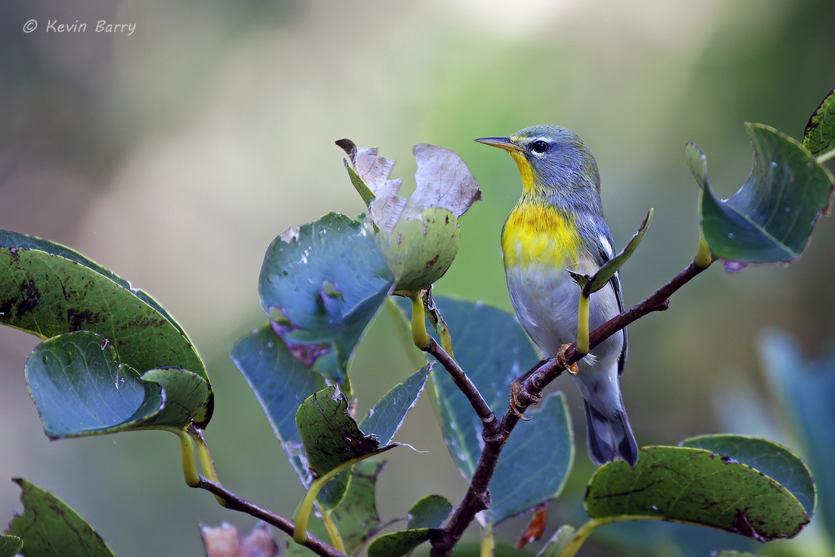 The Northern Parula (Setophaga americana) is a small warbler that likes to stay in the upper canopy while feeding.