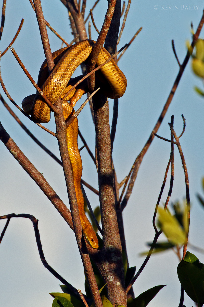 An Eastern (Yellow) Rat Snake (Pantherophis alleghaniensis ssp. quadrivittata) climbs a tree just after sunrise in Florida's...