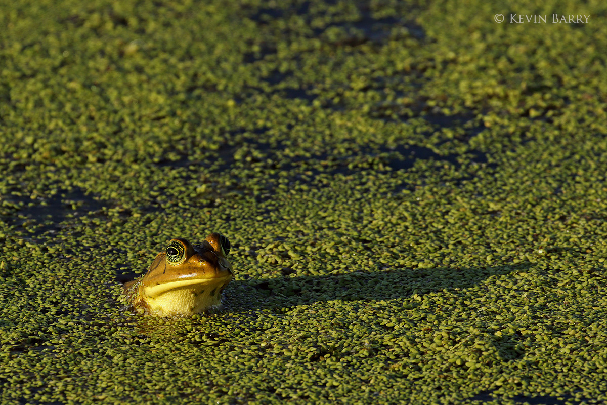 A Pig Frog (Lithobates grylio) surveys his surroundings in the created habitat of The Orlando Wetlands, located in Christmas...