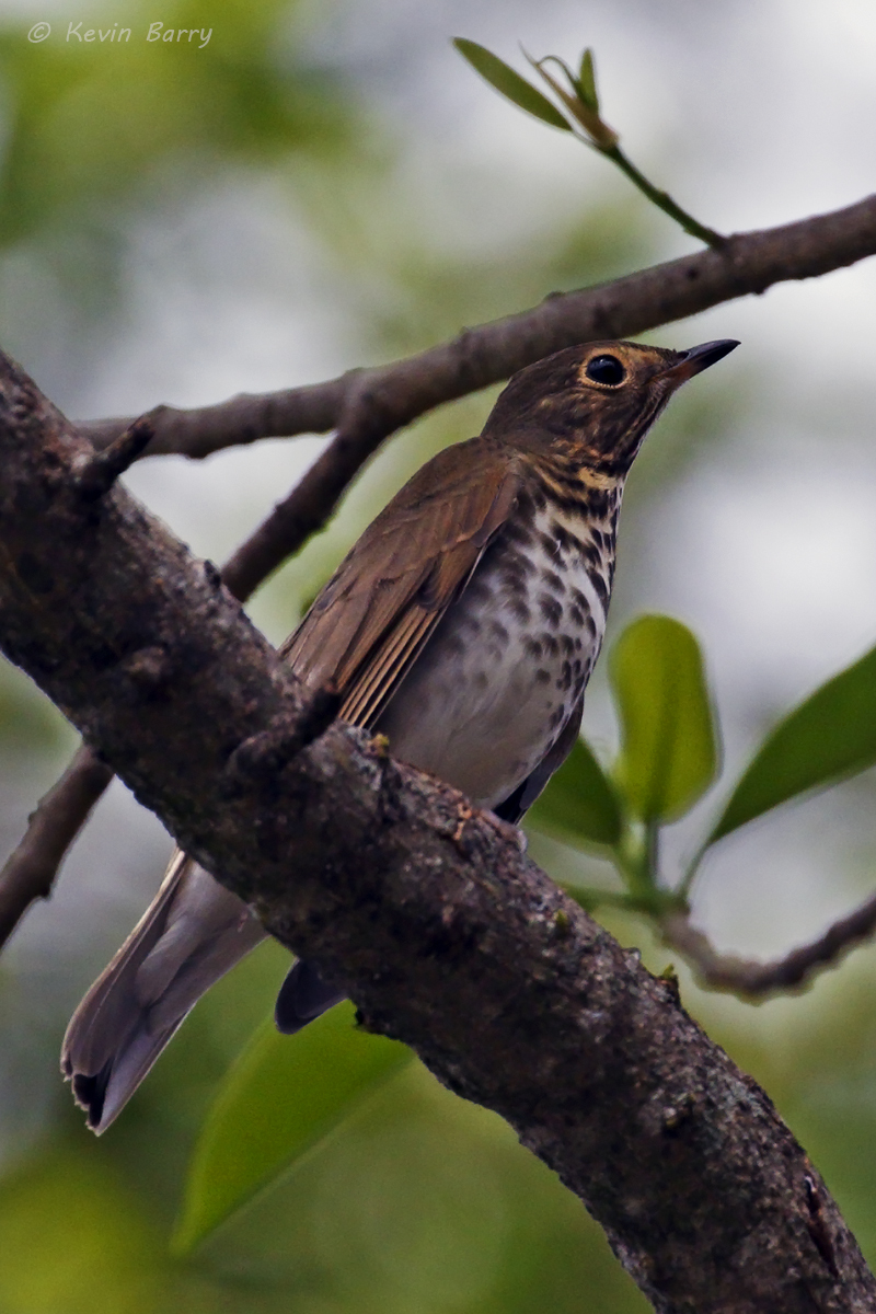 Like other thrushes, The Swainson's (Catharus ustulatus) is omnivorous, eating mostly insects during the breeding season, and...
