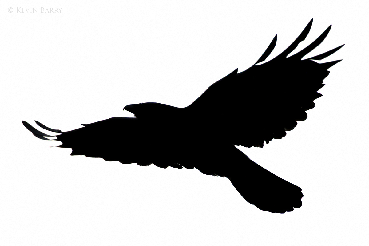 The Fish Crow (Corvus ossifragus) is usually found near water in the eastern and southeastern US.