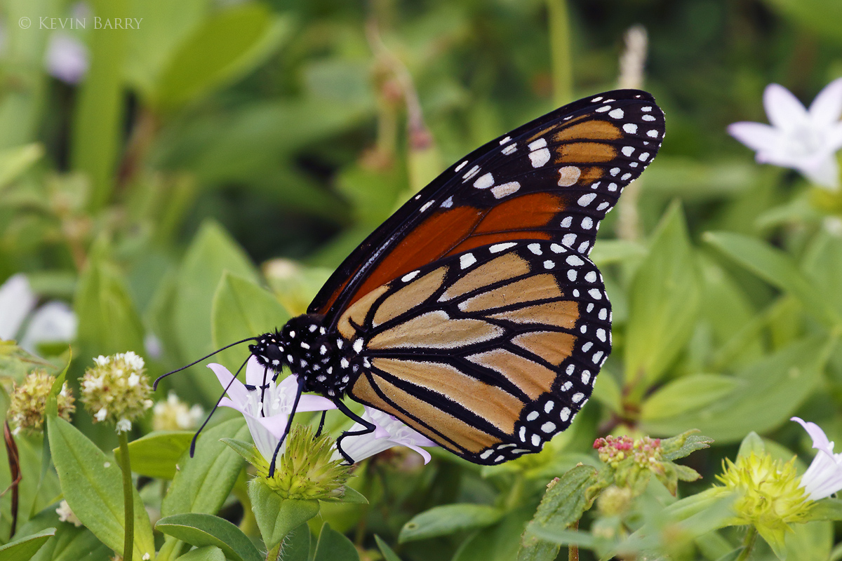The Monarch (Danaus plexippus) is probably the most familiar North American butterfly. The eastern North American population...