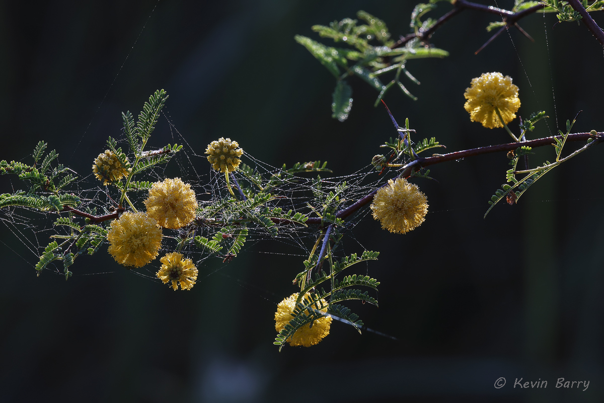 (Acacia pinetorum)