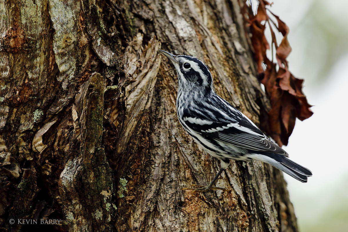 The Black and White Warbler (Mniotilta varia) is a bird that seemingly never stops moving  while searching for insects among...
