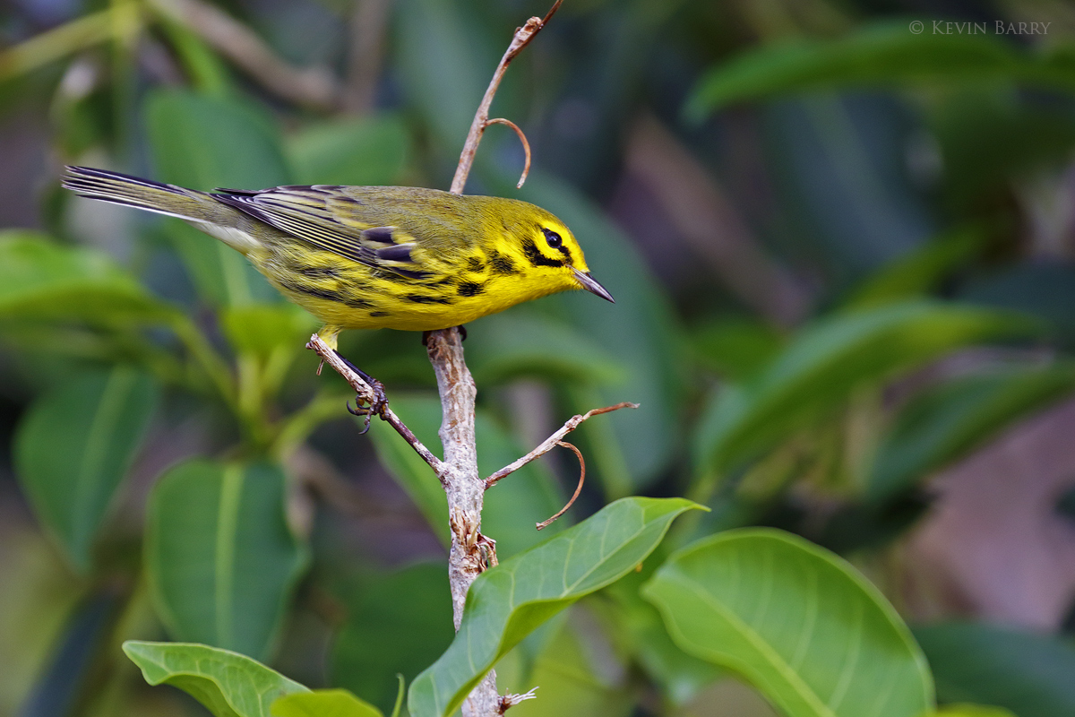The Prairie Warbler (Setophaga discolor) is one of south Florida's most colorful migrants.