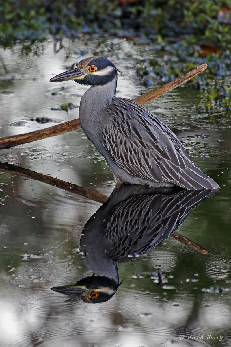 A Yellow-crowned Night Heron (Nyctanassa violacea) wades in a temporary pool of water.